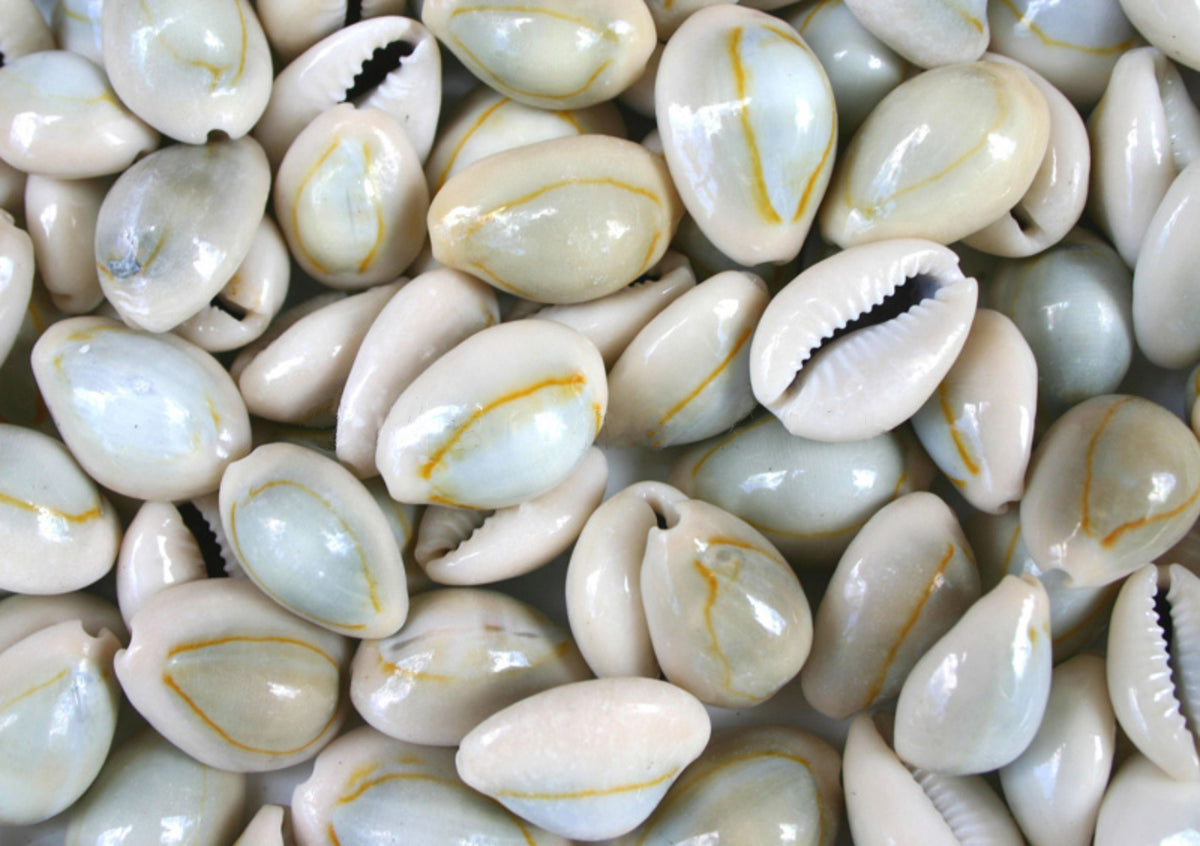 Smooth Natural Cowrie Shells - 1 Kg