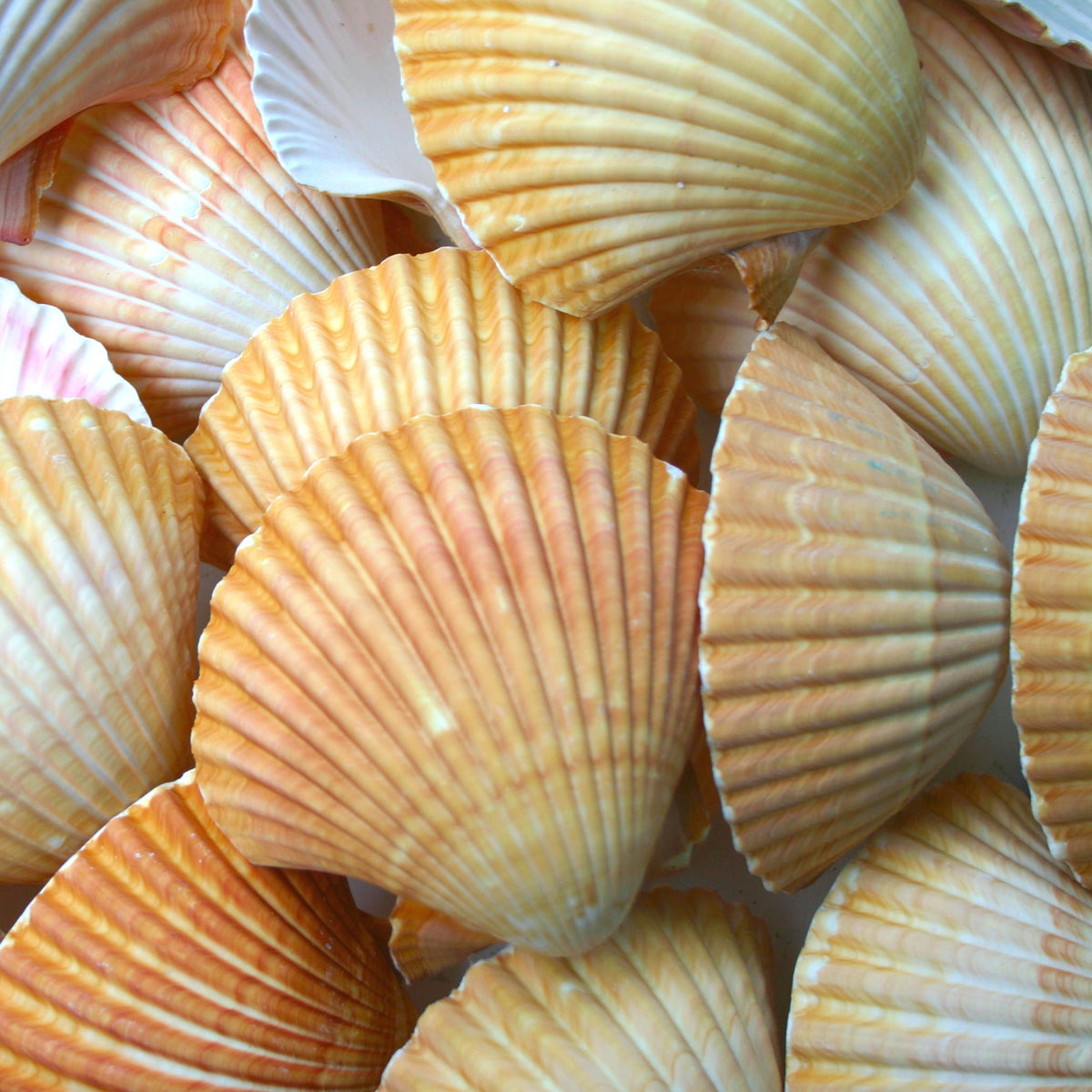 Pixie Cup Scallop Seashells - Pecten Pyxidatus - (15-20 shells