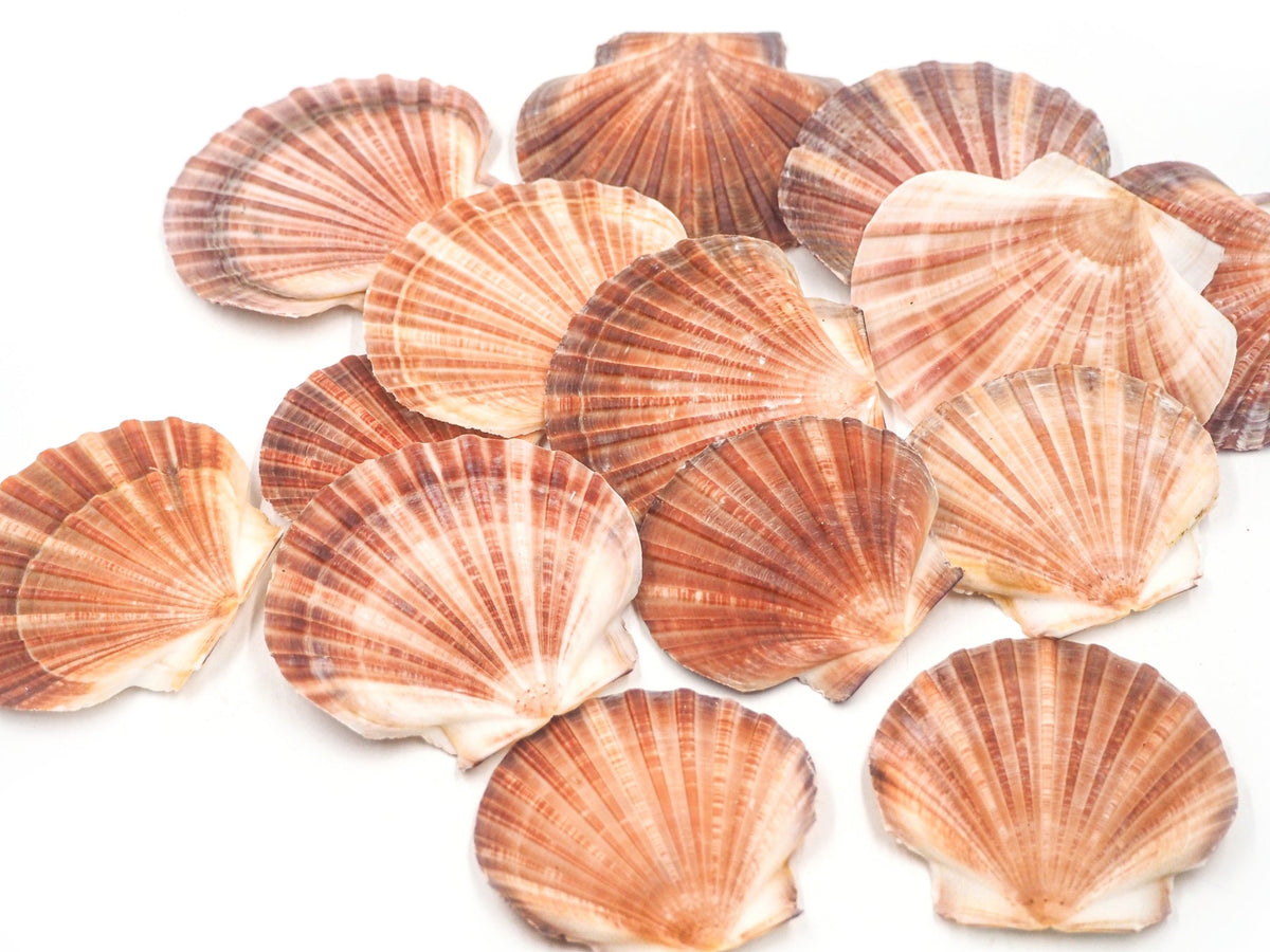 Buy Scallop shells (empty) Online