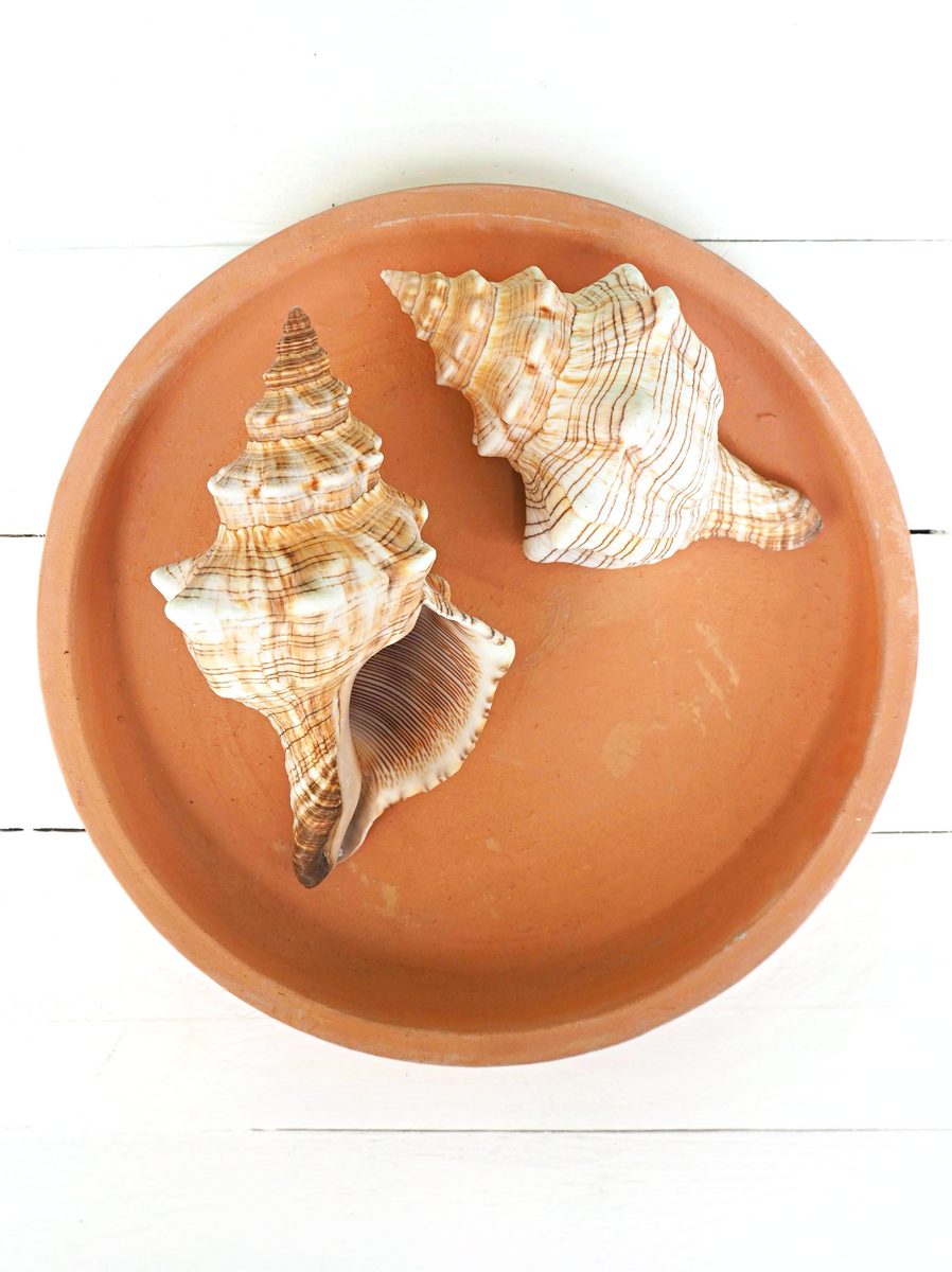 Conch Shell 2 Small Shells Striped & Peach Nautical Decor