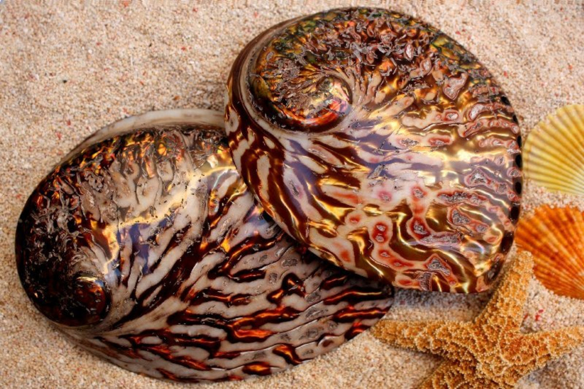Appolania Shell Pearled Copper Abalone Shell – Peek A Blue
