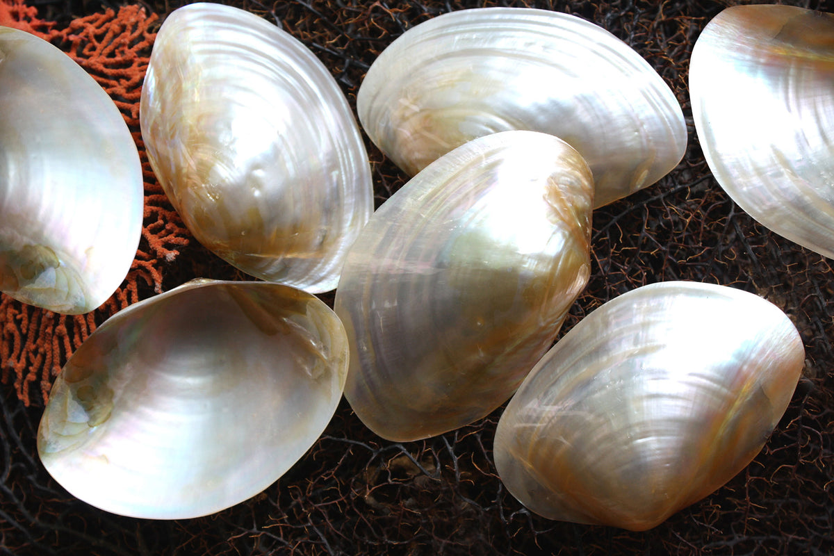 Pearled Pale Gold Mussel Shells – Peek A Blue