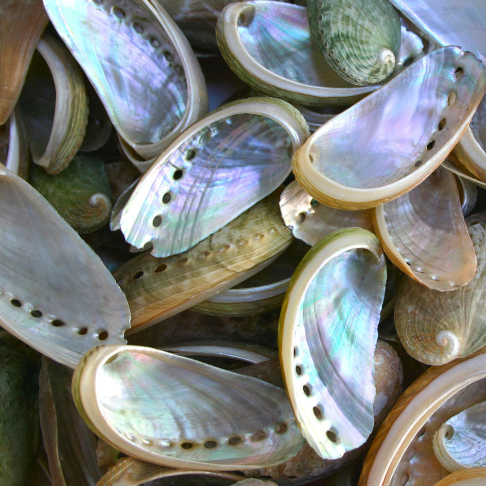 Pearly Green Abalone Shells - 1 Kg – Peek A Blue