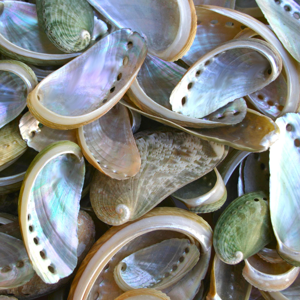 Albone Shells Pearly Green Abalone Shells - 1 Kg – Peek A Blue