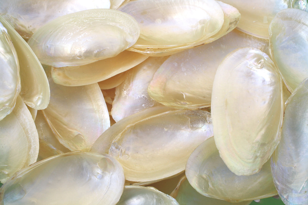 Pearled Creamy White Mussel Shells - 1 Kg – Peek A Blue