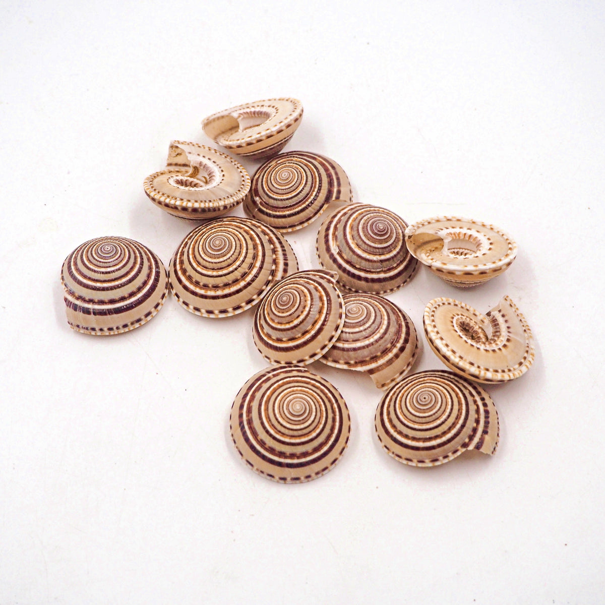 Natural Tan Spiral Sundial Shells - Pack 10, 25 and 50 – Peek A Blue