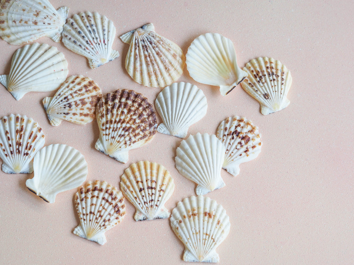 Beige and Brown Scallop Seashells - 1 Kg – Peek A Blue