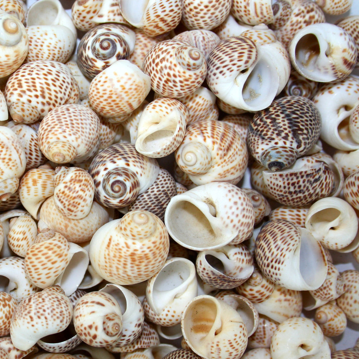 Beige and White Spotted Tiger Moon Shells - 1 Kg – Peek A Blue