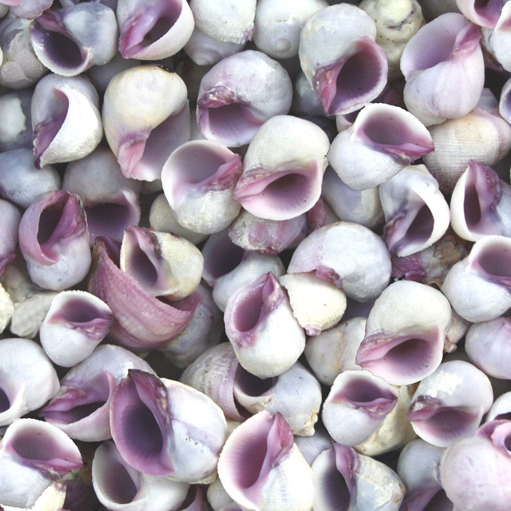 Purple Violet Sea Snail Neritina Shells - 1 Kg – Peek A Blue