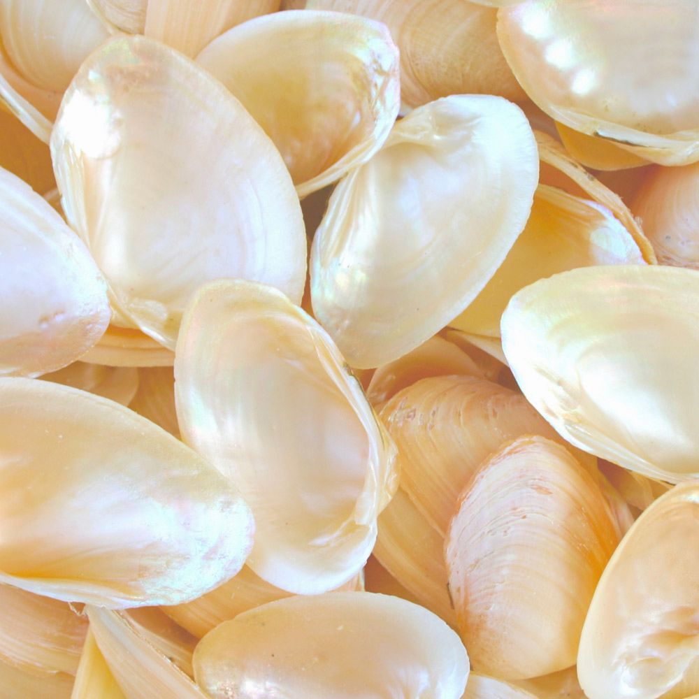 Pearled Champagne Clam Shells - 1 Kg – Peek A Blue