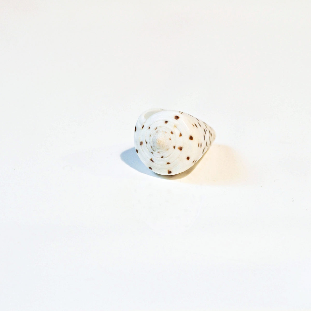 White and Tan Speckled Cones Shells – Peek A Blue