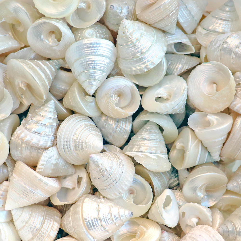 Pearly White Small Trochus Shells - 1 Kg – Peek A Blue