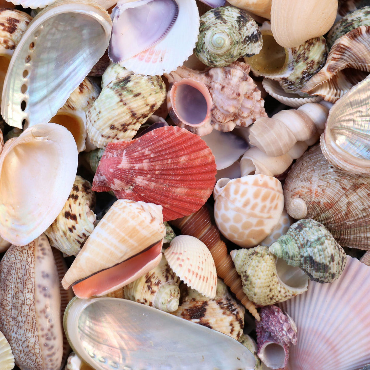 Large Assorted Seashell Mix - 1 Kg – Peek A Blue