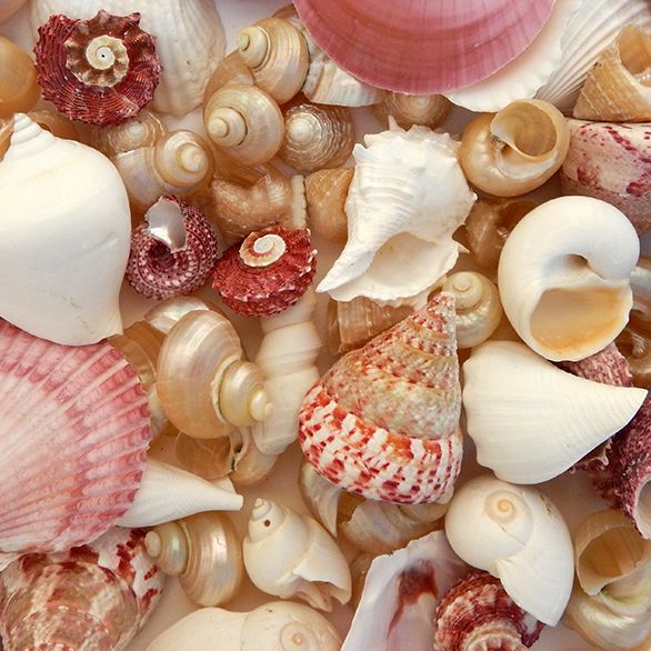 Pink White and Pearl Seashell Mix - 1 Kg – Peek A Blue