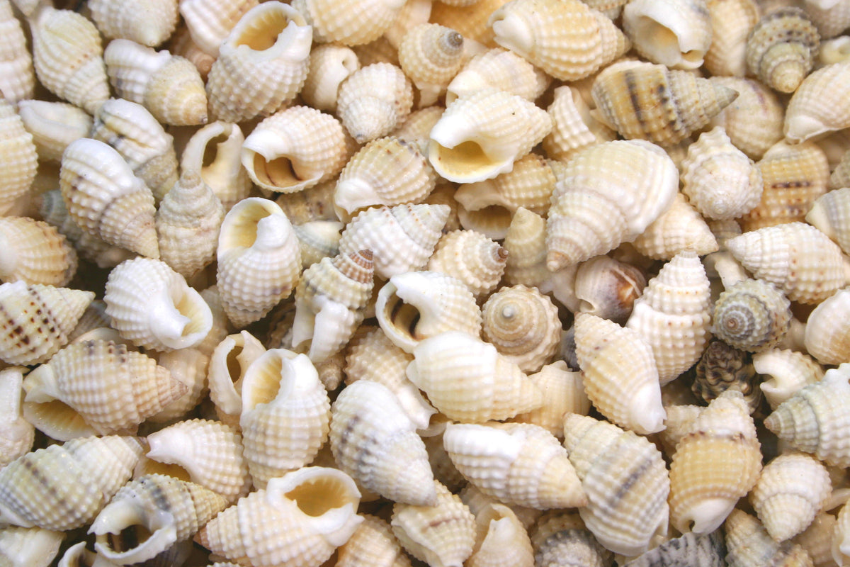 Internsting Shells Dotted Dove White Tiny Whelk Seashells - 1 Kg – Peek A Blue