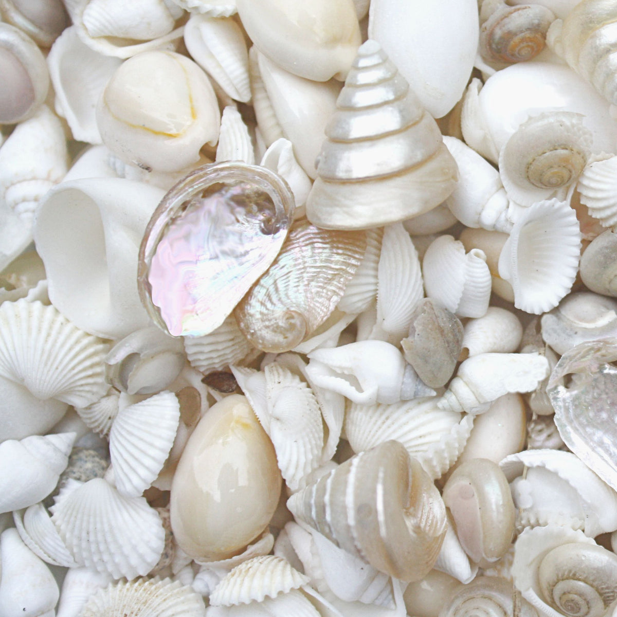 Small White and Pearl Seashell Mix - 1 Kg – Peek A Blue