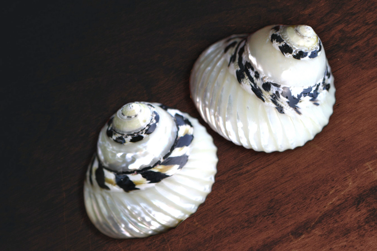 Black and Pearled Grooved Turbo Shell – Peek A Blue
