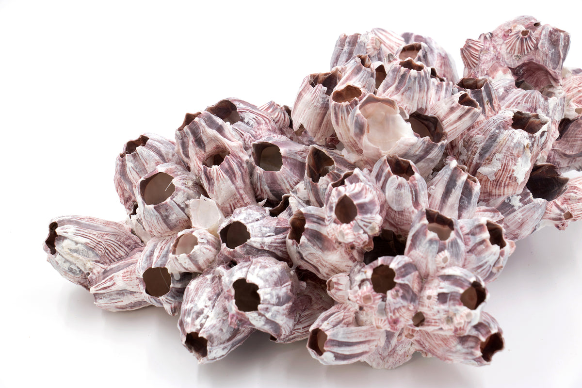 Extra Large Pink and Purple Barnacle Clusters – Peek A Blue