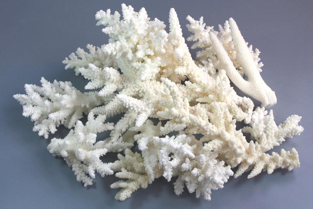Coral Mix Species - White (2 Kg) – Peek A Blue