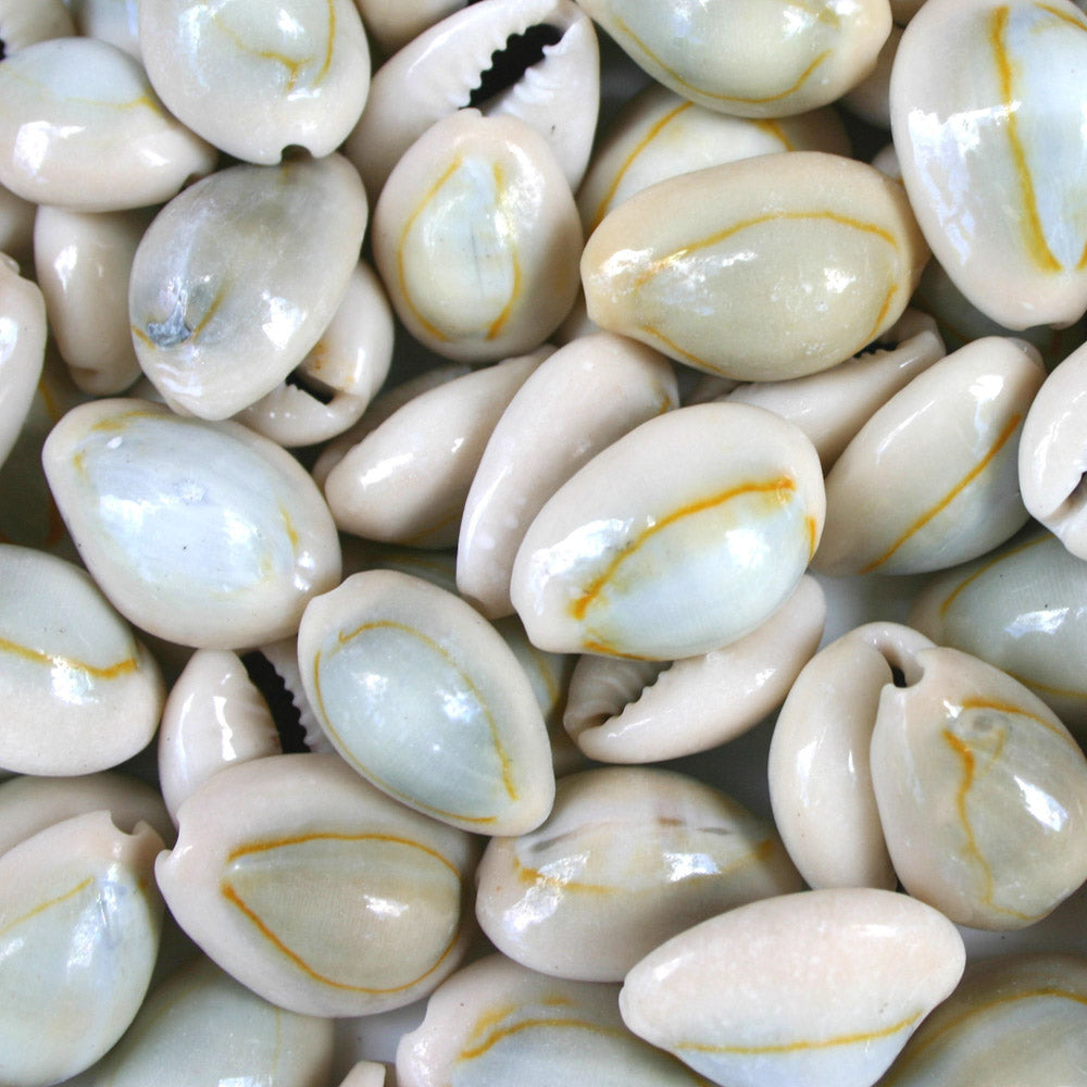 Smooth Natural Cowrie Seashells - 1 Kg – Peek A Blue