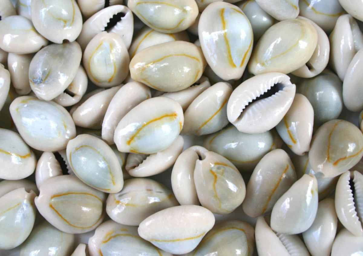 Smooth Natural Cowrie Seashells - 1 Kg – Peek A Blue