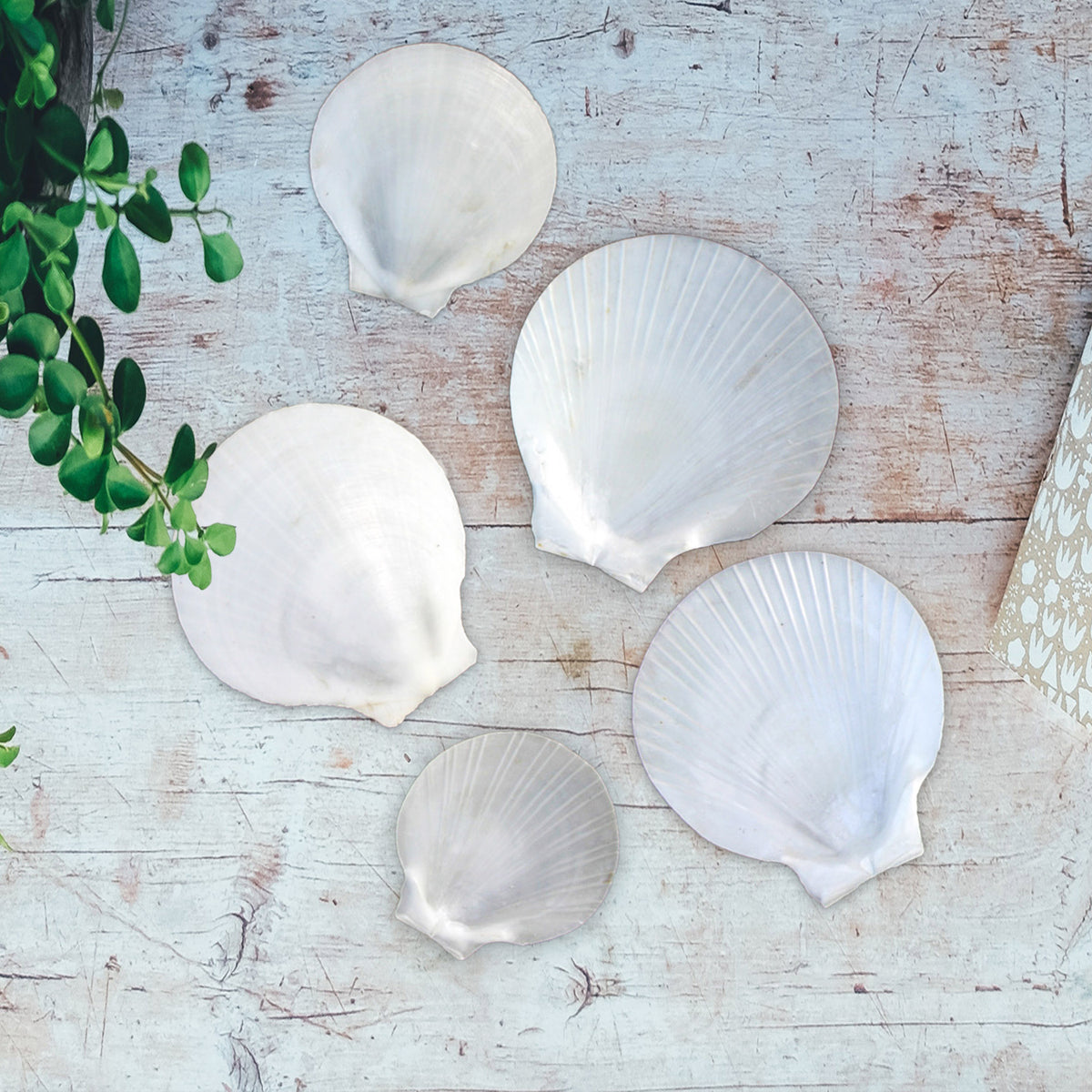 Modiom Shell Sun and Moon Flat White Scallop Shells – Peek A Blue