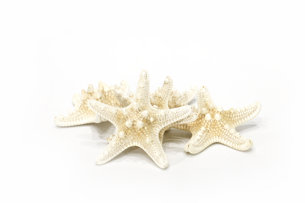 White Thorny Starfish