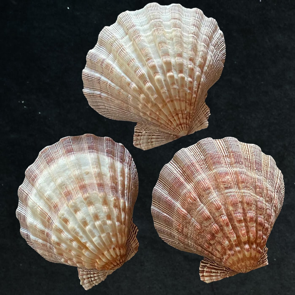 Large Lion's Paw Beige Deep Scallop Shells – Peek A Blue