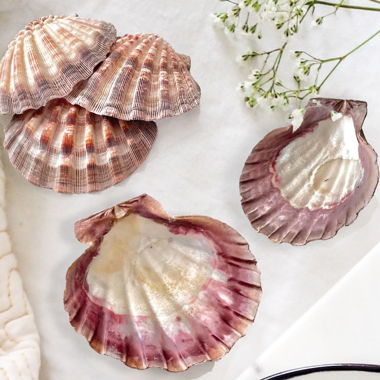 Large Lion's Paw Beige Deep Scallop Shells – Peek A Blue