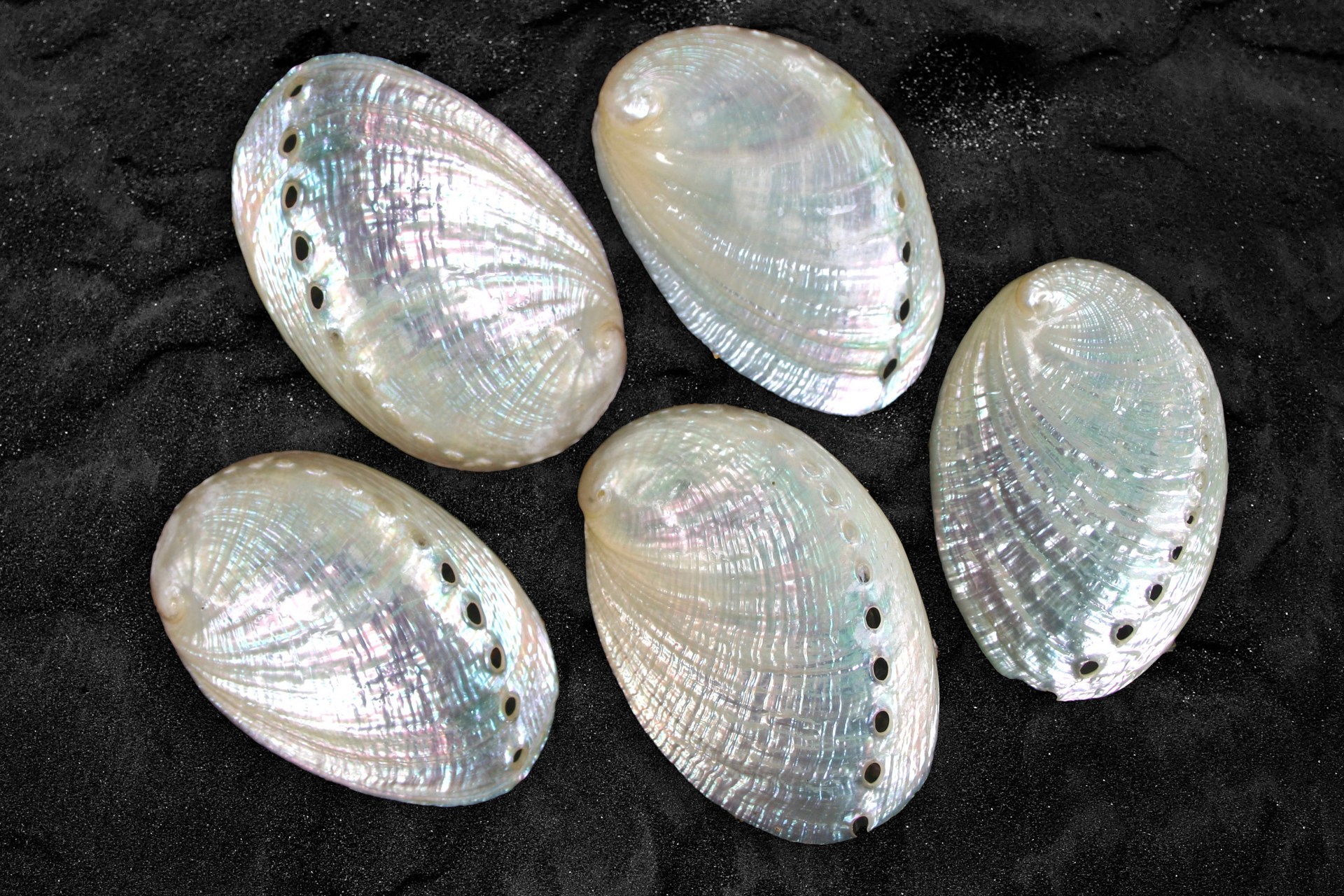 Albone Shells Pearly White Abalone Shells - Pack of 50 – Peek A Blue