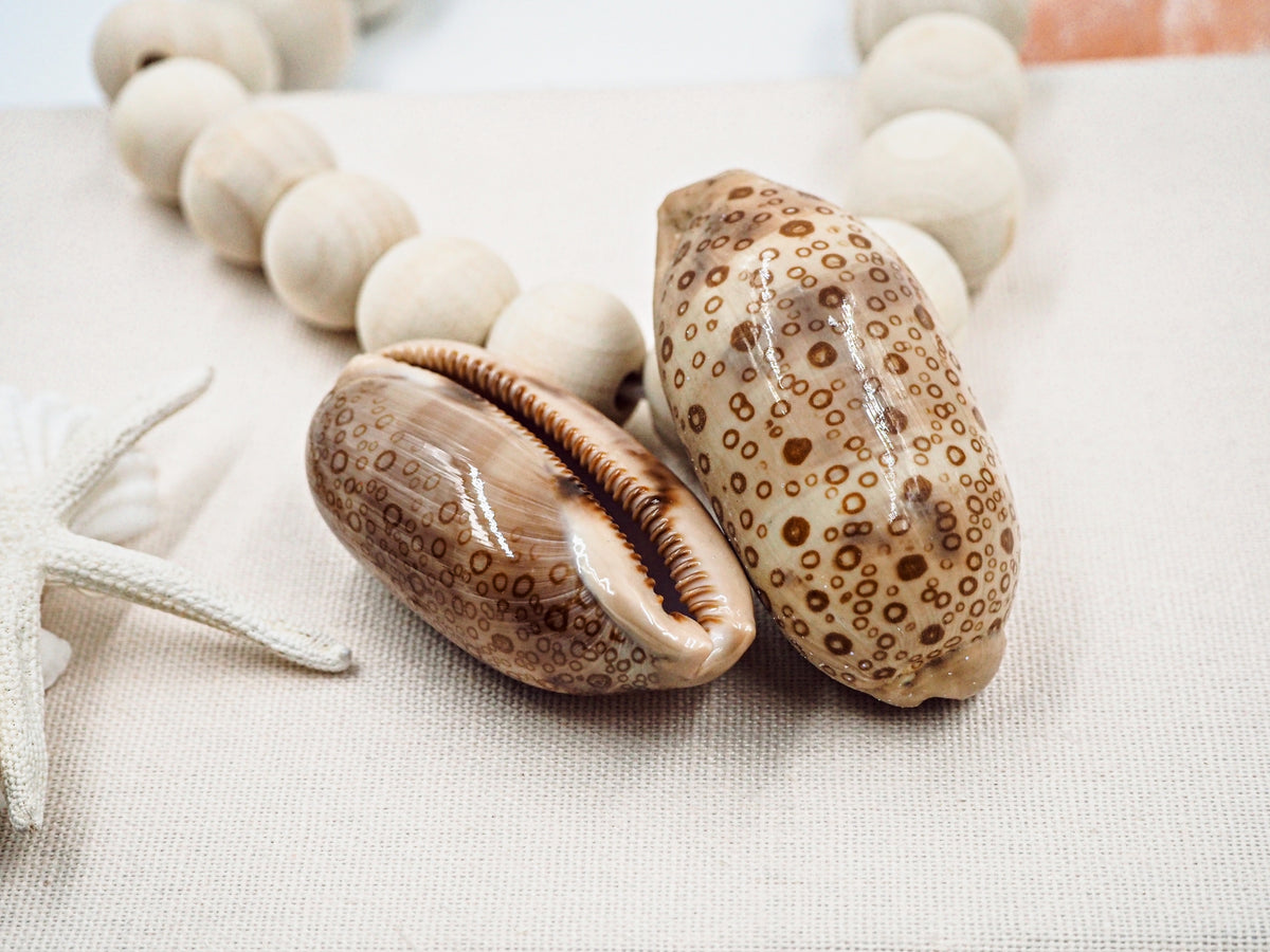 Creamy Brown and Beige Spotty Cowrie Seashell – Peek A Blue