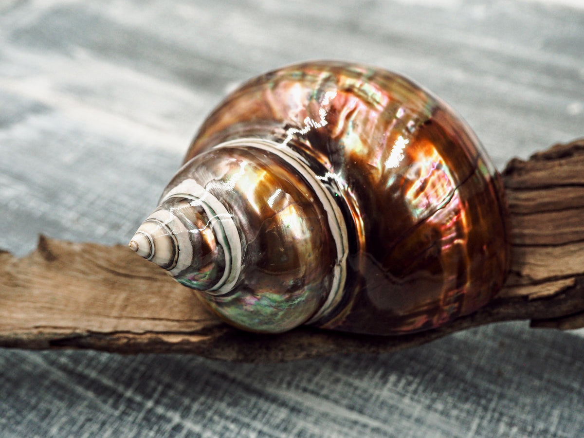 Pure Copper Shell Pearled Copper Turbo Seashell – Peek A Blue