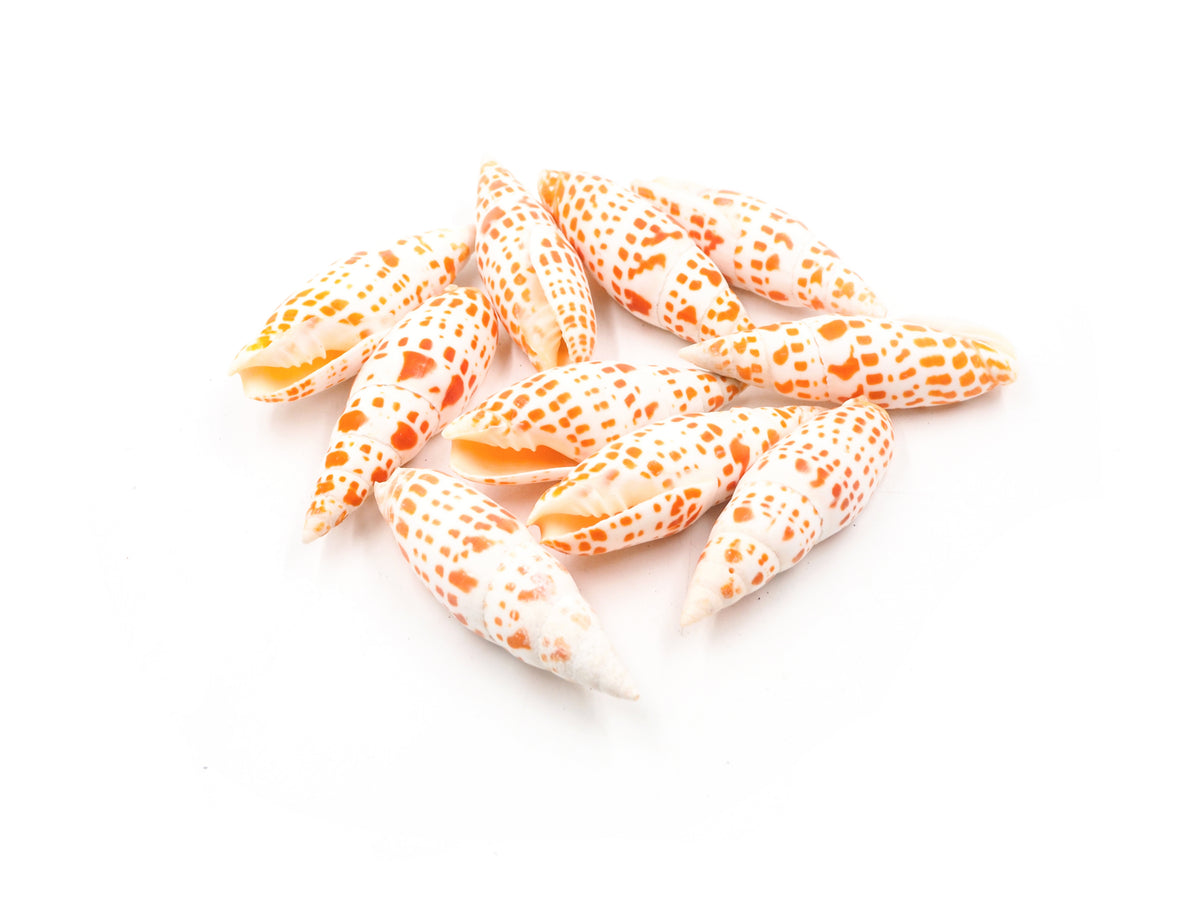 Mitra Mitra Orange and White Spotty Shells – Peek A Blue