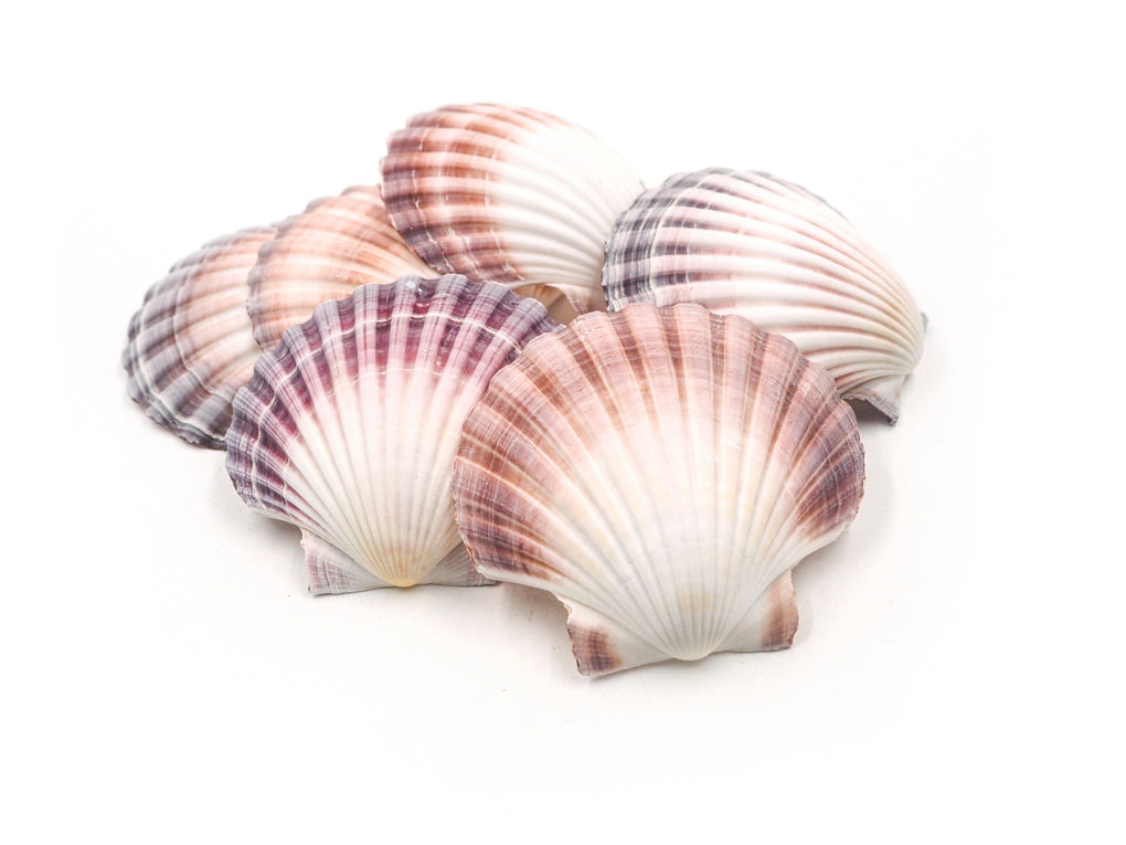 Purple, Pink and White Deep Scallop Seashells - Pack of 25 – Peek A Blue