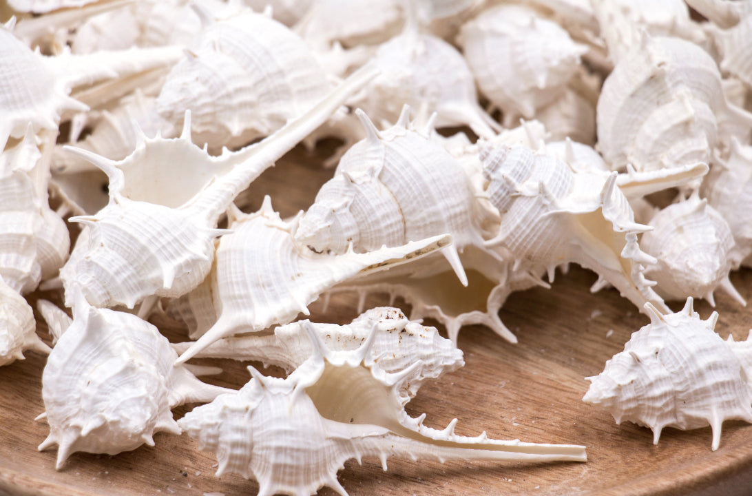 White Spiky-Spine Murex Seashells - 1 Kg – Peek A Blue