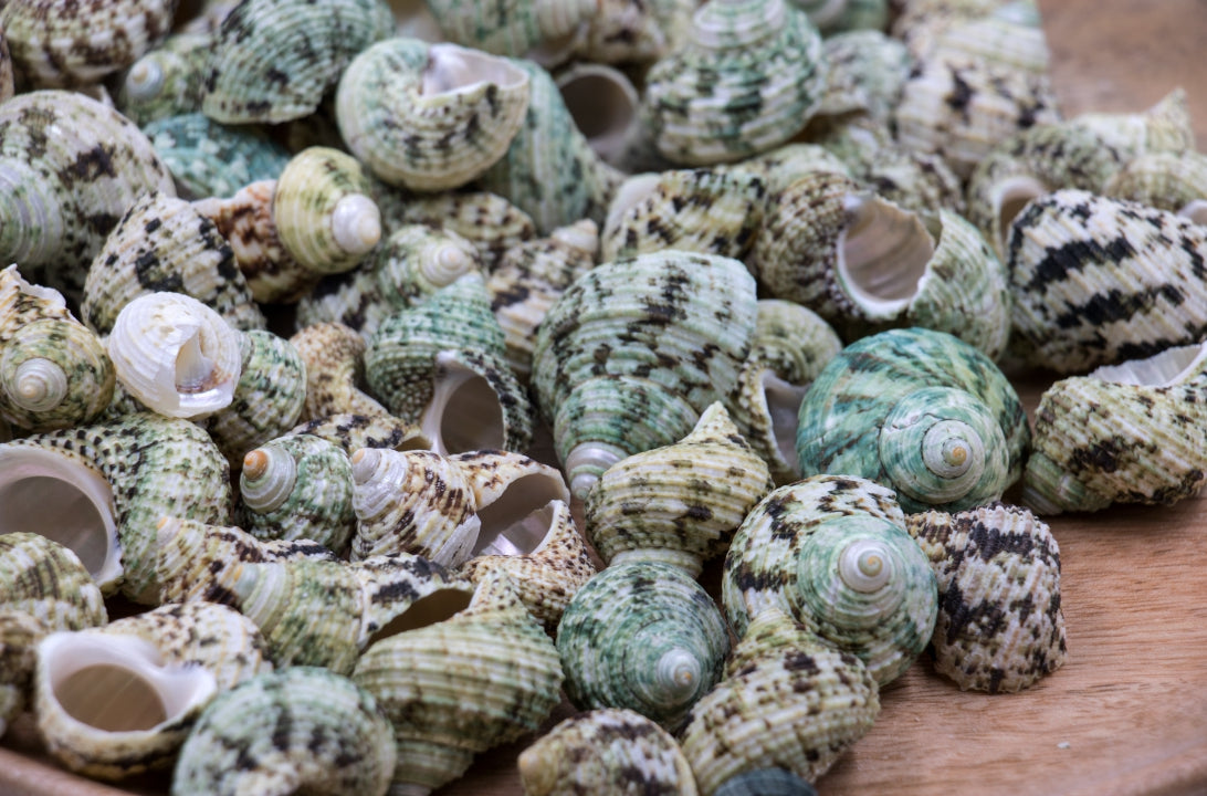 Green Turbo Seashells - 1 Kg – Peek A Blue