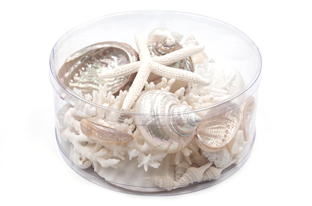 Premium Coral and Seashell Pack - Pearl Champagne – Peek A Blue