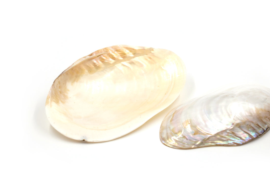 Giant Pearly White Mussel Seashells – Peek A Blue