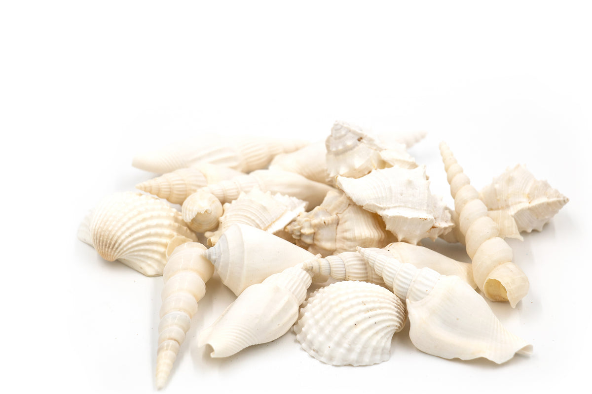 White Premium Seashells Mix - 1 Kg – Peek A Blue