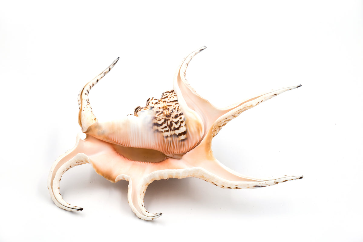 Premium Peach and Brown Spider Shell – Peek A Blue