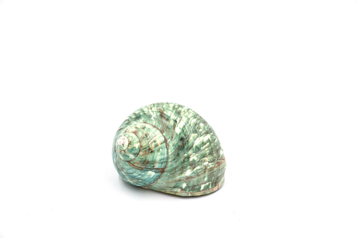 Jade Green Polished Turbo Seashell – Peek A Blue