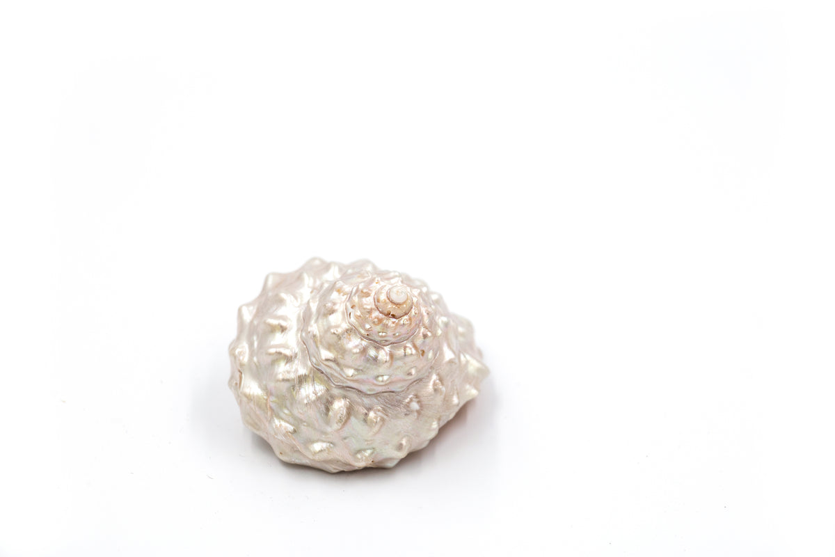 Pearled Frilly Turbo Seashell – Peek A Blue