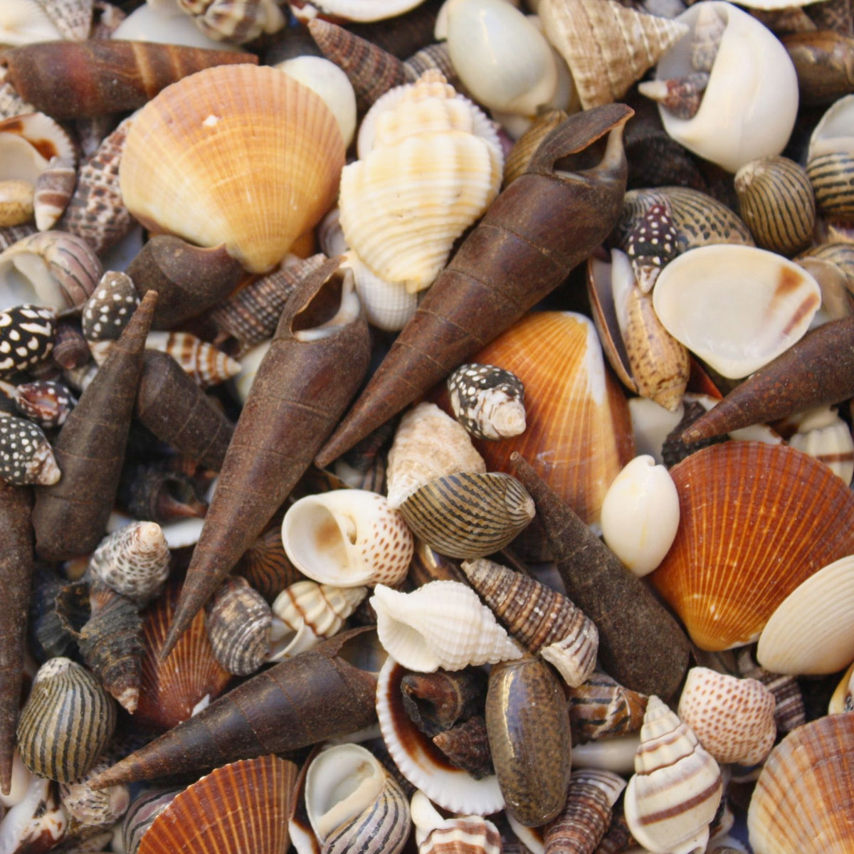Tan Shell Cream Beige White and Tan Seashell Mix - 1 Kg – Peek A Blue