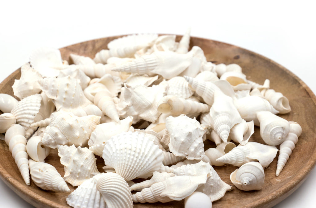 White Shell Mix By The Kilo [Seashells - Natural] – Naturally Wild Australia