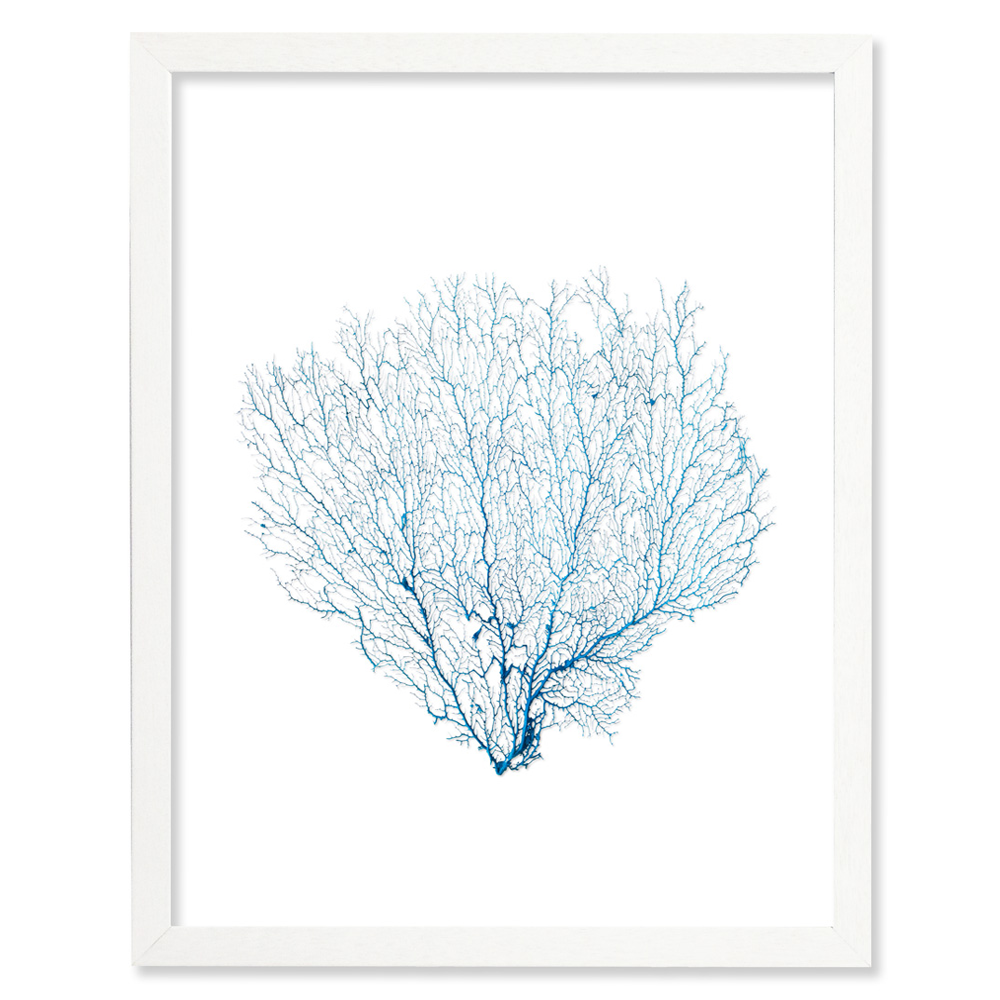 Framed Blue Sea Fan - White Frame – Peek A Blue